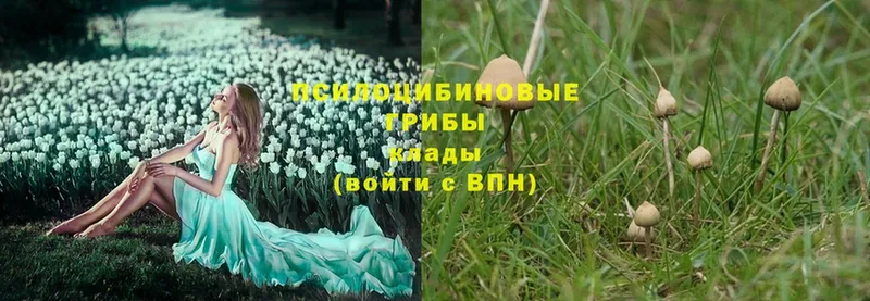 Галлюциногенные грибы Magic Shrooms  где купить   Шебекино 